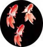 Gobo 1910