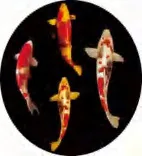 Gobo 1922