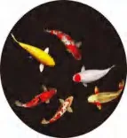 Gobo 1926