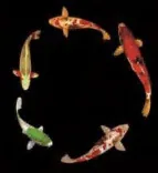Gobo 1930