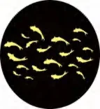 Gobo 1947