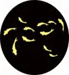 Gobo 1949
