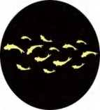 Gobo 1950