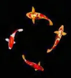Gobo 1963