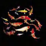 Gobo 1966
