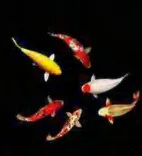 Gobo 1974