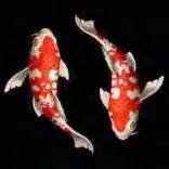 Gobo 1976