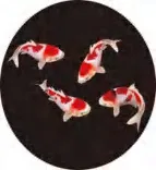 Gobo 1980