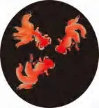 Gobo 1983