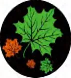 Gobo 2274