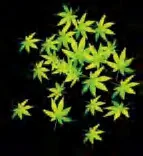 Gobo 2290