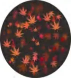 Gobo 2298