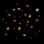 Gobo 2304