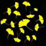 Gobo 2311