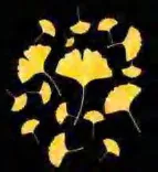 Gobo 2312