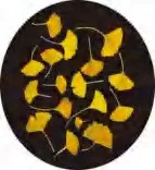 Gobo 2315