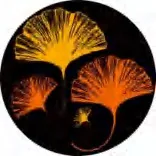 Gobo 2318