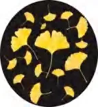 Gobo 2326