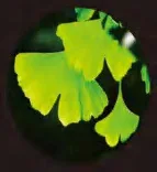 Gobo 2329