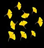 Gobo 2334