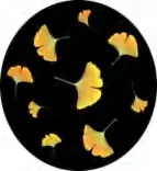 Gobo 2335