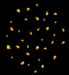 Gobo 2338