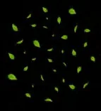 Gobo 2359