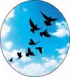 Gobo 240