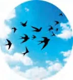Gobo 241