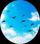 Gobo 242