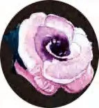 Gobo 2817