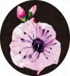 Gobo 2818