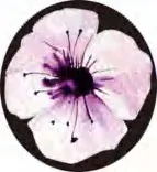 Gobo 2819