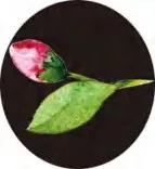 Gobo 2823