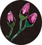 Gobo 2829