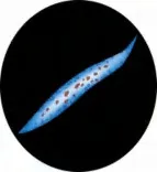 Gobo 3094