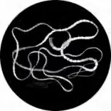Gobo 3100