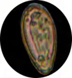 Gobo 3101
