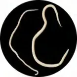 Gobo 3110