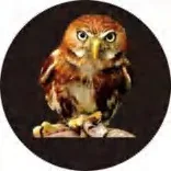 Gobo 391