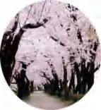 Gobo 510