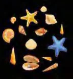 Gobo 565