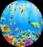Gobo 571