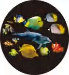 Gobo 578