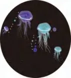 Gobo 583