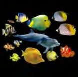 Gobo 594