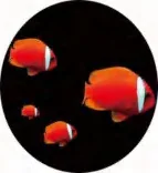Gobo 598