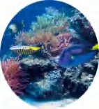 Gobo 611