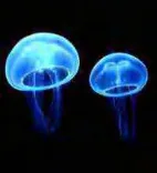 Gobo 622