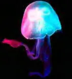 Gobo 623
